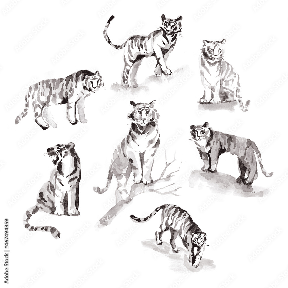 Naklejka premium Watercolor hand drawn tigers in Japanese style. Sumi-e painting.