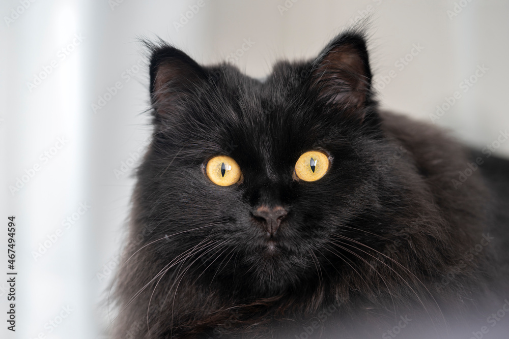 Close-up portrait of a black cat with yellow eyes resting at home.