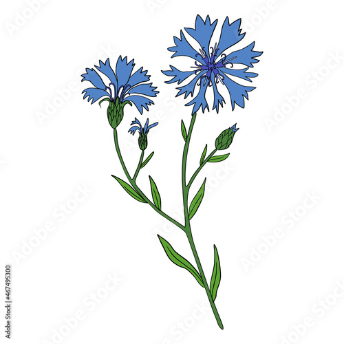 Bilde på lerret Decorative Cornflower, knapweed vector hand drawn ink illustration isolated on w