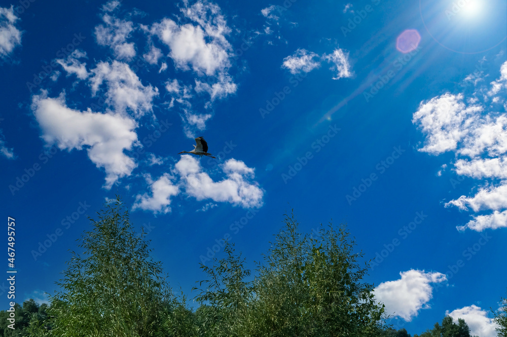 Bird stork in flight against the blue sky. Migratory birds. Bird stork. Animals in the wild. Wingspan. Flying in the sky. White clouds. Sun rays. Leaves of trees. Natural landscape. Bird stork in flight against the blue sky. Migratory birds. Bird stork. Animals in the wild. Wingspan. Flying in the sky. White clouds. Sun rays. Leaves of trees. Natural landscape.