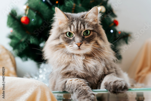 Portrait of gray fluffy beautiful cat lying near decorated Christmas tree. Close-up of furry pet with green eyes resting at home for holidays. Animal theme
