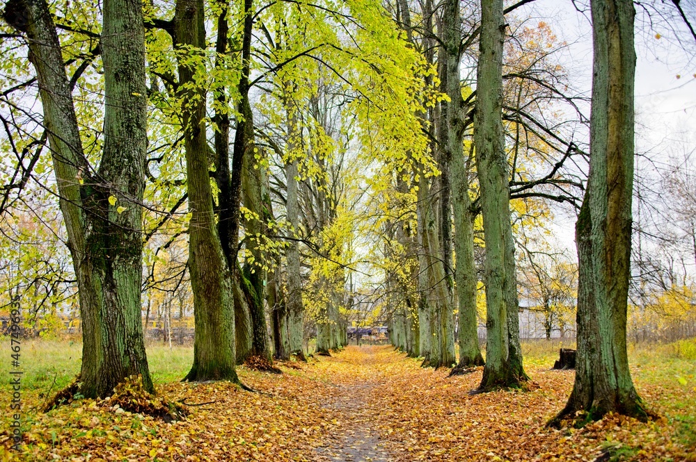 Path Through a Line of Trees in a Park in Latvia in Autumn