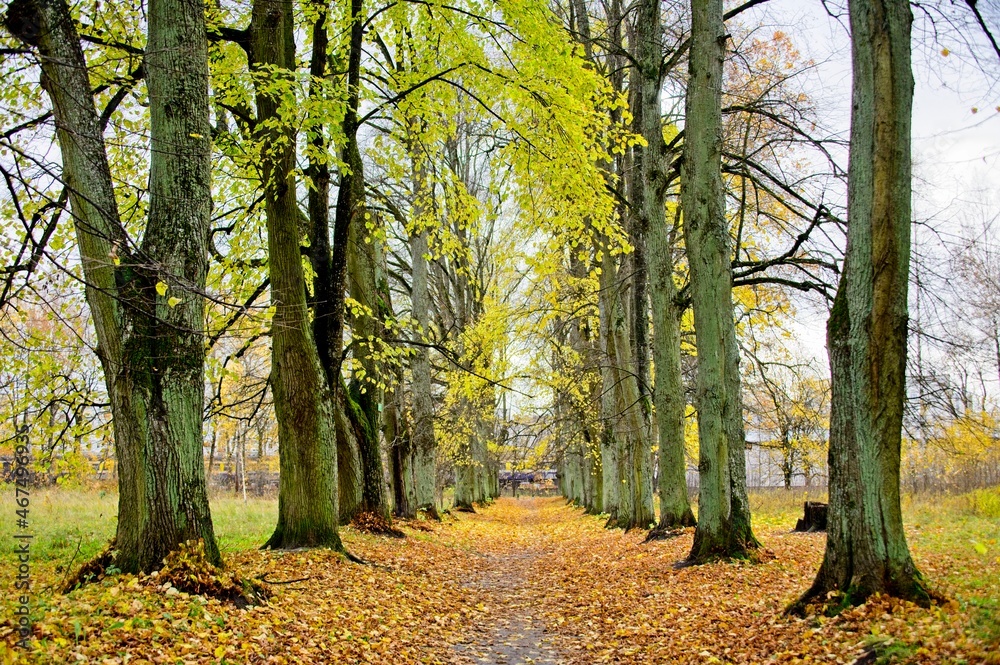 Path Through a Line of Trees in a Park in Latvia in Autumn Path Through a Line of Trees in a Park in Latvia in Autumn