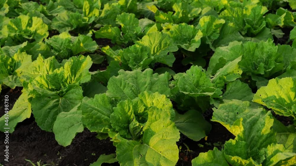 Green Chinese mustard,planted in a garden. Fresh vegetables are not beautiful. Green Chinese mustard,planted in a garden. Fresh vegetables are not beautiful.