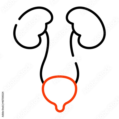 Kidneys icon in editable style