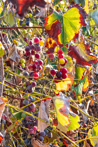 Ripe bunch of wild grapes close up among autumn foliage