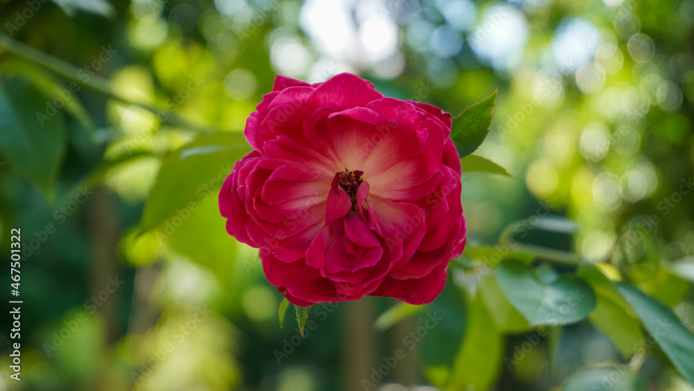 photo of artistic red rose in the garden photo of artistic red rose in the garden