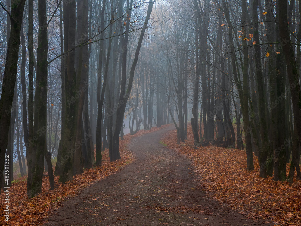 Empty misty autumn alley in a park with maples in late autumn. Mystical autumn landscape with morning fog and path in the park. Empty misty autumn alley in a park with maples in late autumn. Mystical autumn landscape with morning fog and path in the park.