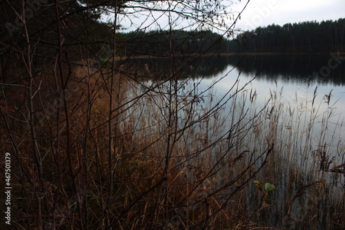 Russian forest....