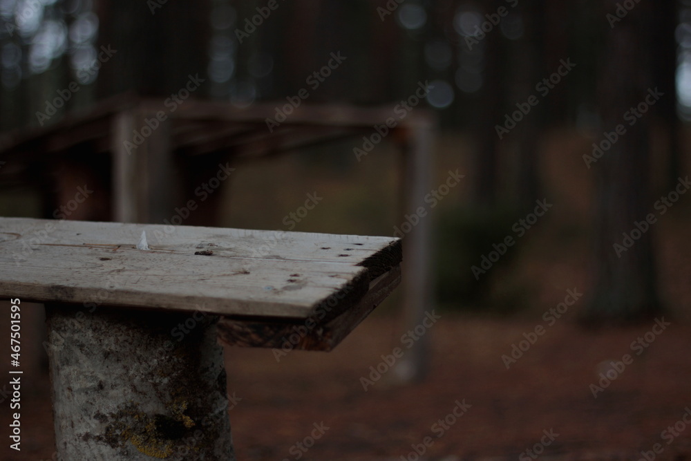 Naklejka premium Russian forest....