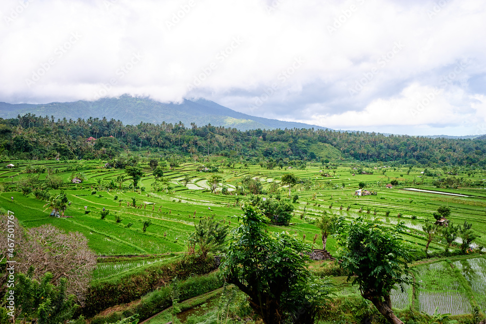 Beautiful landscape with green rise fields view. Bali, Indonesia. Beautiful landscape with green rise fields view. Bali, Indonesia.