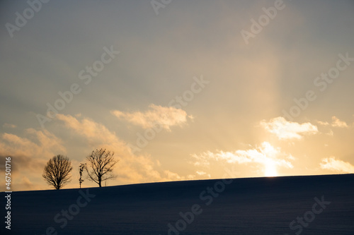 夕暮れの雪原と冬木立  © まり子 佐藤