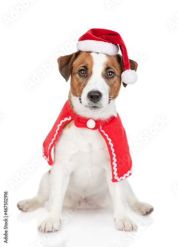 Jack russell terrier puppy wearing red christmas hat sit with gift box. isolated on white background