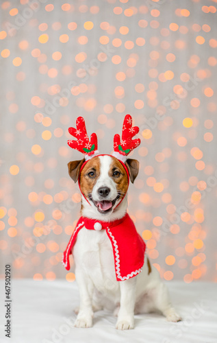 Jack russell terrier puppy wearing deer horns sits on festive background. Empty space for text
