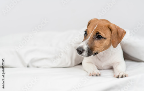 jack russell terrier puppy lies under white warm blanket on a bed at home and looks away on empty space