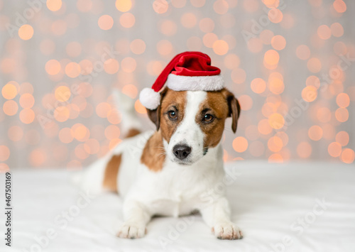Jack russell terrier puppy wearing santa hat lying on festive background © Ermolaev Alexandr