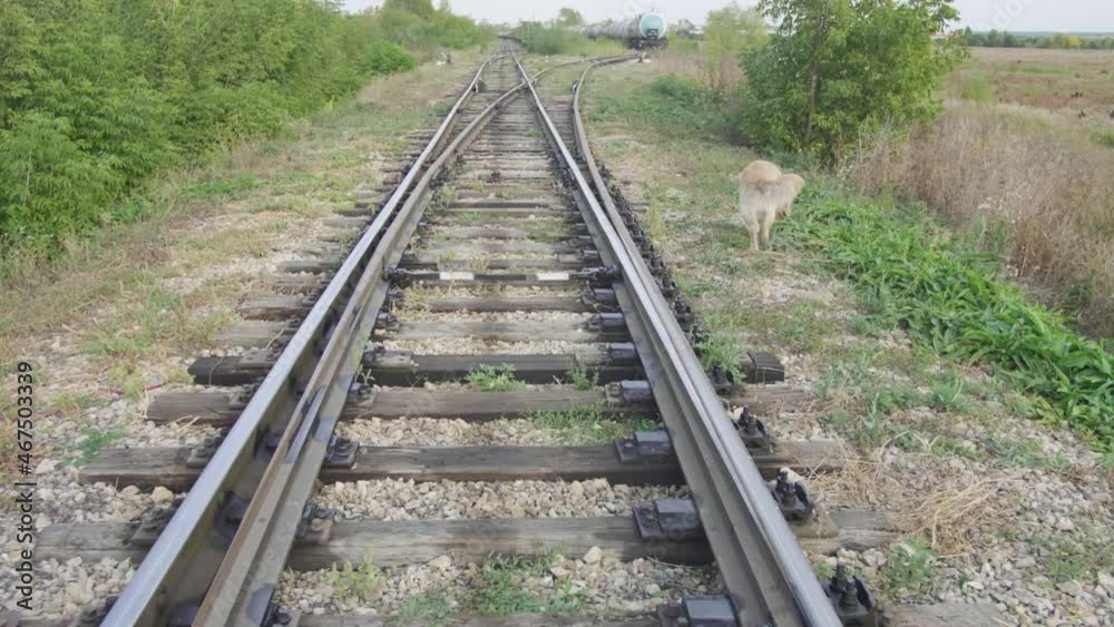 golden retriever walking at the fork of the railway