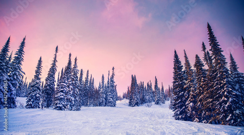 Beautiful winter panorama with sun light, pine trees covered with fresh snow on frosty sunset on mountain © Parilov