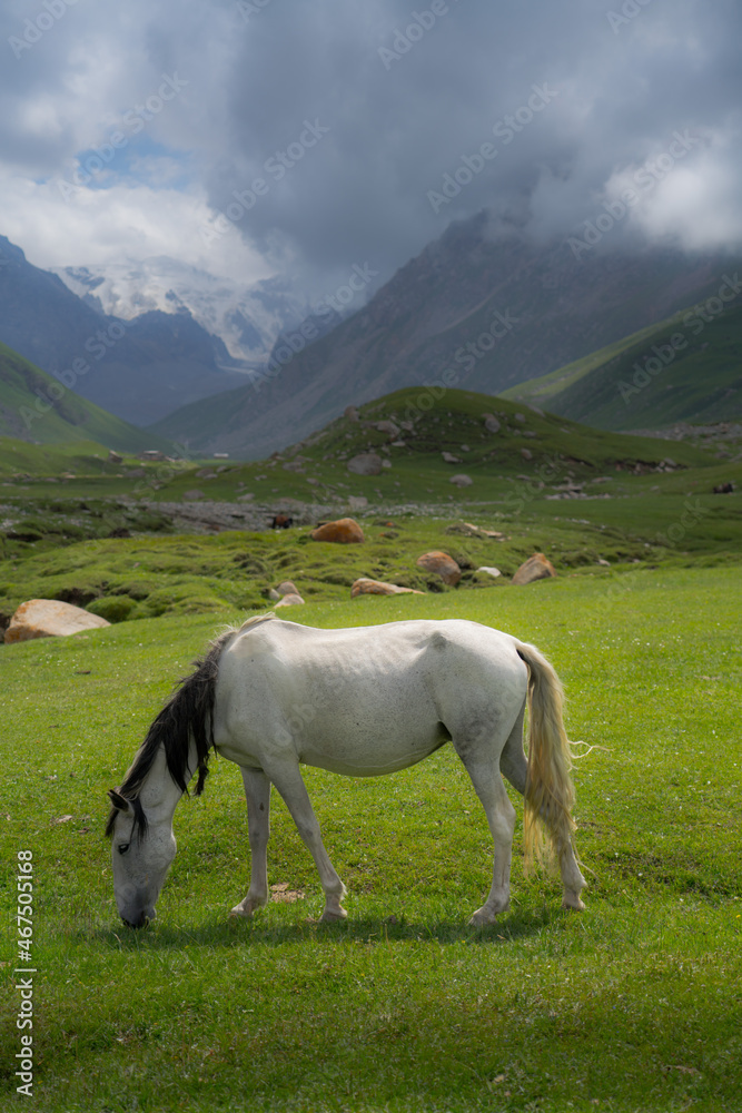 Obraz premium Alpine meadow, the horse grazes in the high mountains of Kyrgyzstan, and against the background of the high mountains with snow cover.