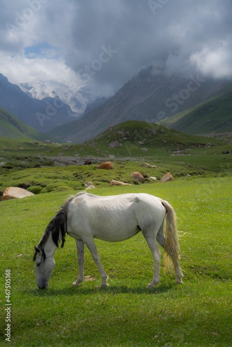 Alpine meadow, the horse grazes in the high mountains of Kyrgyzstan, and against the background of the high mountains with snow cover.