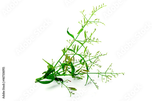 Andrographis paniculata isolated on white background