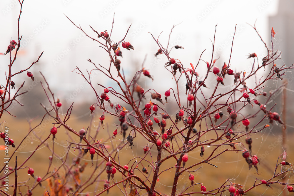 Rosehip bush in autumn, berries dry. Concept autumn, nature