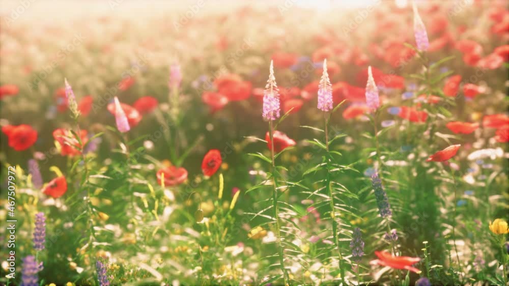real field and flowers at sunset real field and flowers at sunset
