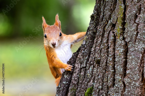 Cute eurasian red squirrel sits on the a tree on a blurry background. © olmax1975