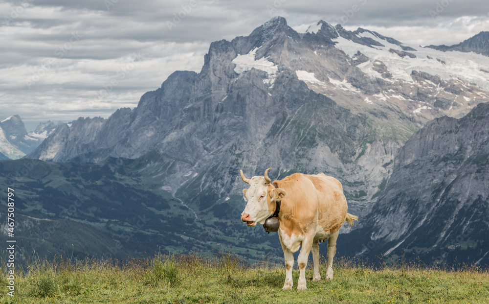Lonely cow in the swiss mountains