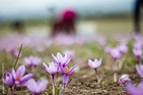 Saffron crocus flowers on ground, Delicate purple plant field © Rawf8