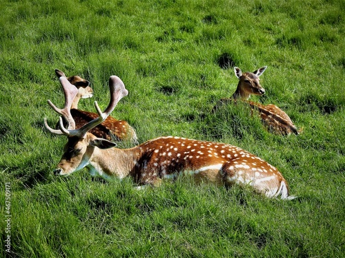 Fototapeta Naklejka Na Ścianę i Meble -  natura daniel