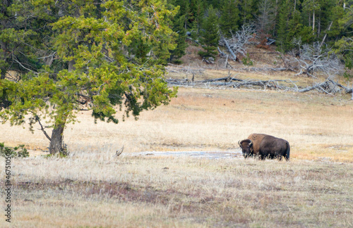 A large male bison in Yellowstone National Park in autumn  USA.