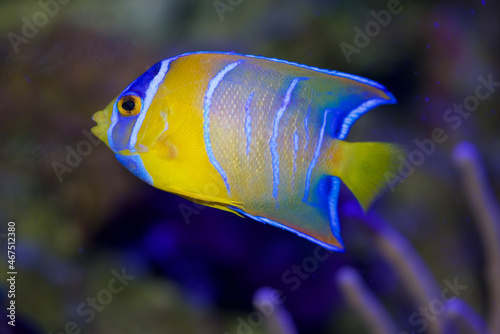 Queen Angelfish, Holacanthus ciliaris, from the Caribbean and Western Atlantic Ocean. This is the juvenile form, at about 3 inches in body length