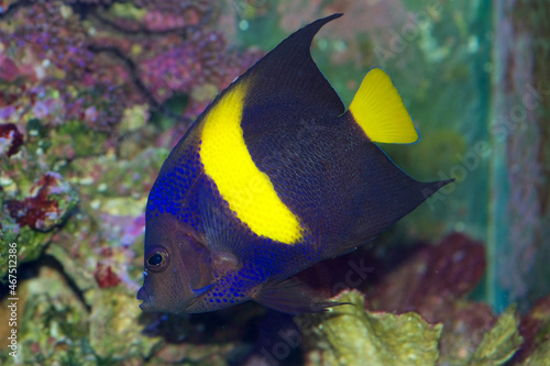 The Asfur Angelfish, Pomacanthus asfur, is also called the Arabian Angelfish, Crescent Angelfish or Half-Moon Angelfish. This is a juvenile with adult coloring. photo