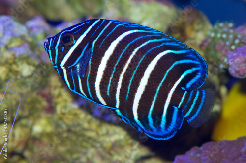 Blue faced angelfish, Pomacanthus xanthometopon, showing juvenile coloring photo