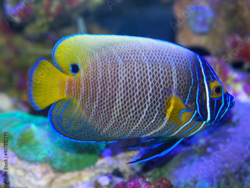 Blue faced angelfish, Pomacanthus xanthometopon, in transition between juvenile and adult colors