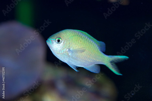 Blue Green Chromis, Chromis viridis, a popular and peaceful aquarium fish from the Indo-Pacific Oceans photo