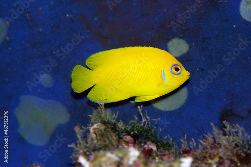 Lemonpeel Angelfish, Centropyge flavissima, is a dwarf, or pygmy, saltwater angelfish from the Pacific and Indian Oceans. The blue eye marking denotes the species. photo