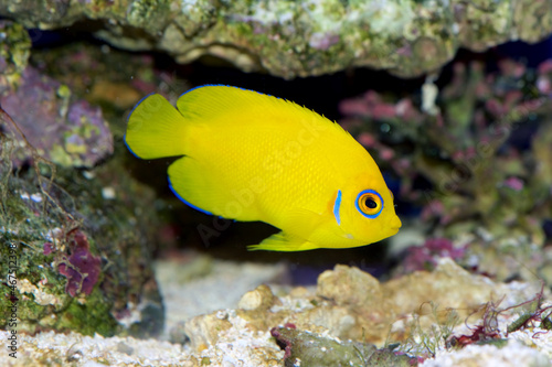 Lemonpeel Angelfish, Centropyge flavissima, is a dwarf, or pygmy, saltwater angelfish from the Pacific and Indian Oceans. The blue eye marking denotes the species.