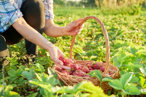 Farm field with strawberries, close-up of a basket with berries and a woman's hands.