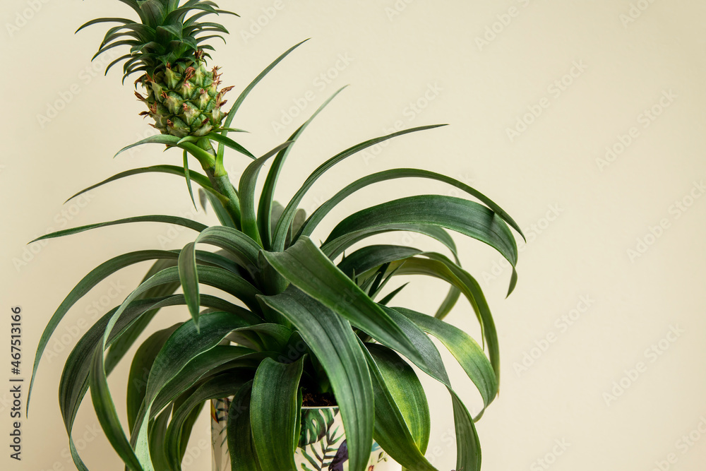 Fototapeta premium Pineapple plant (Ananas comosus) grows in the pot. Closeup