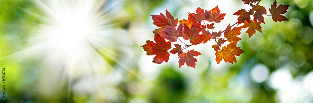 image of beautiful trees with autumn leaves in the park close-up image of beautiful trees with autumn leaves in the park close-up