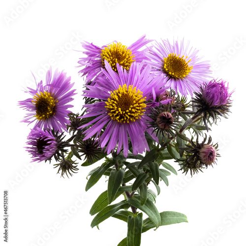 isolated image of beautiful flowers on white background. wildflowers