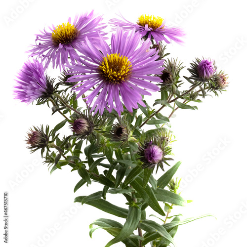 isolated image of beautiful flowers on white background. wildflowers