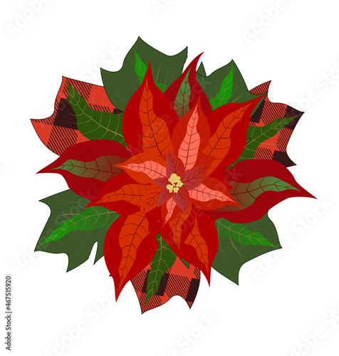 Christmas flower Poinsettia vector illustration. Christmas decor for your designs and prints.