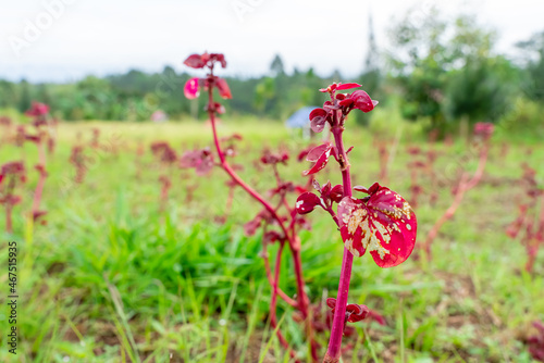 Iresine herbstii or Herbst's bloodleaf is a species of flowering plant in the family Amaranthaceae. Some call this plant the chicken gizzard plant. Red Blood Leaf Ornamental Plant. defocus. blurred. photo