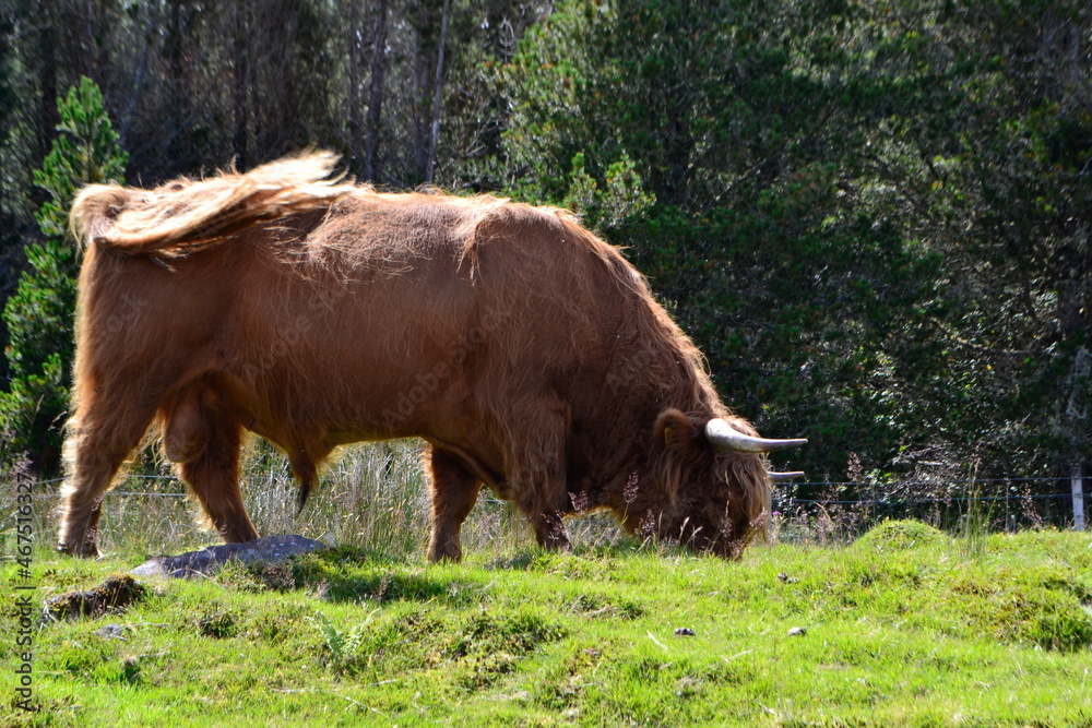 Fototapeta premium Scotland 2020