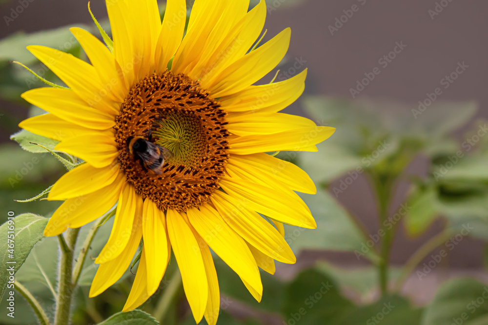 Bright yellow sunflowers and sun. Selective focus Bright yellow sunflowers and sun. Selective focus