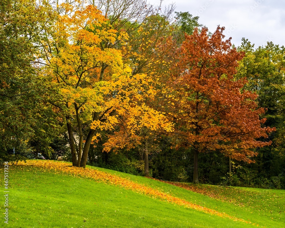 Autumn trees on green slope covered with fallen leaves