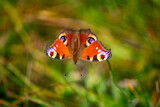 butterfly on a background of grass